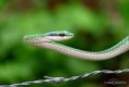 /album/mais-belas/cobra-cipo-jpg/